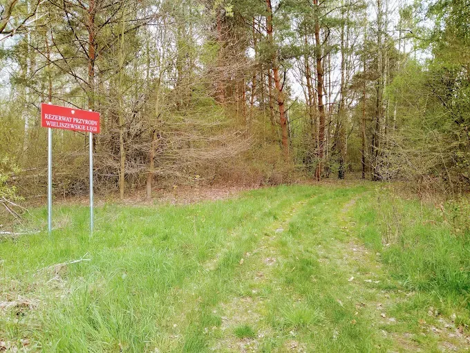 Rezerwat przyrody Wieliszewskie Łęgi